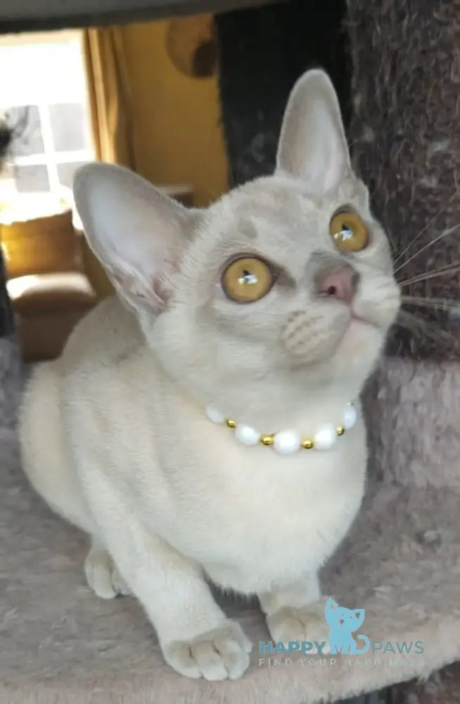 Olly Burmese male lilac live animals