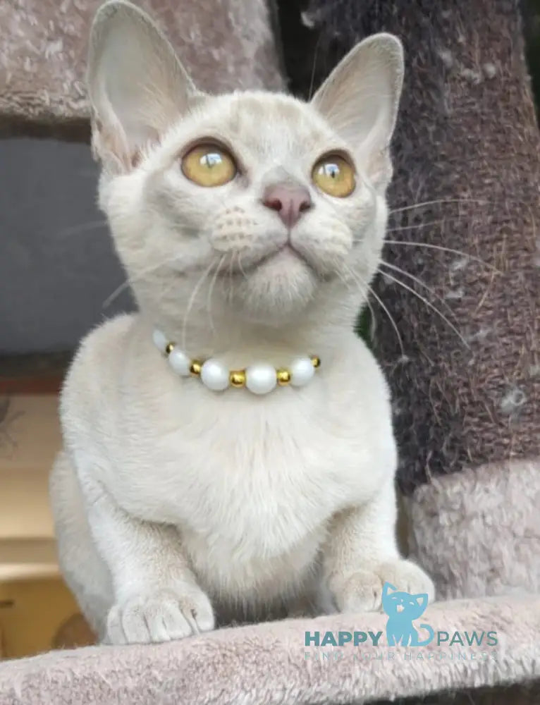 Olly Burmese male lilac live animals