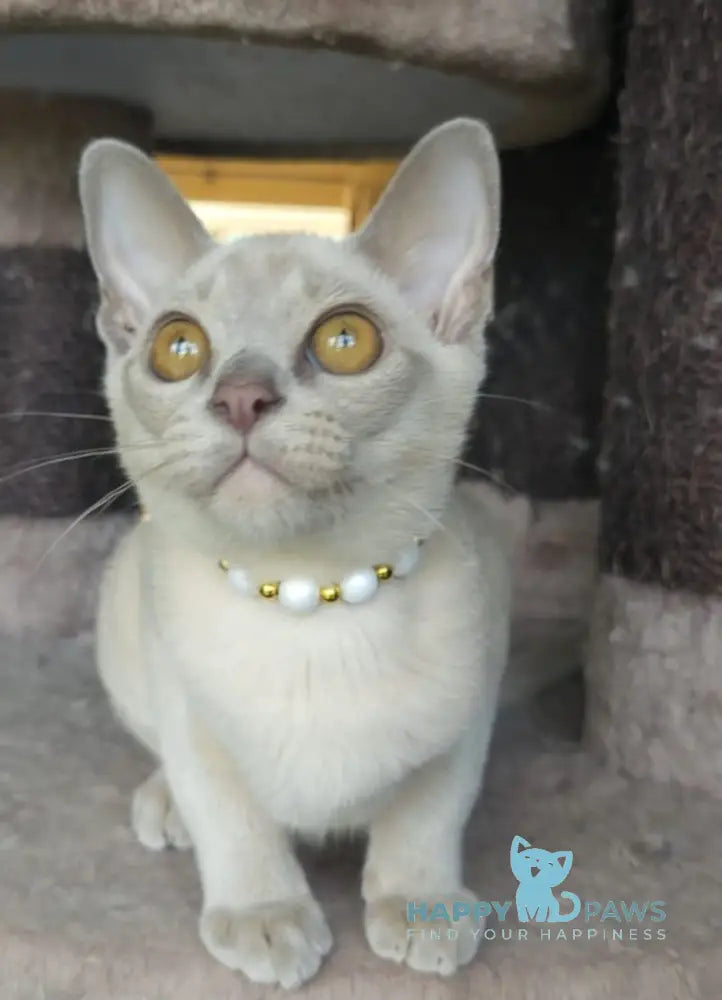 Olly Burmese male lilac live animals