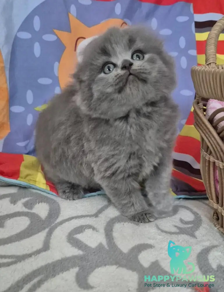 Olly Scottish Fold female blue - live animals