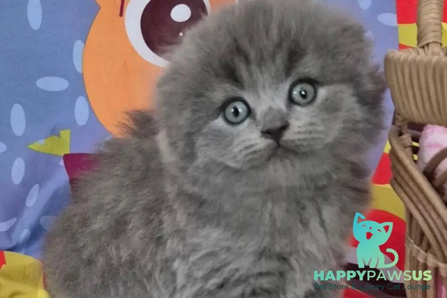 Olly Scottish Fold female blue - live animals