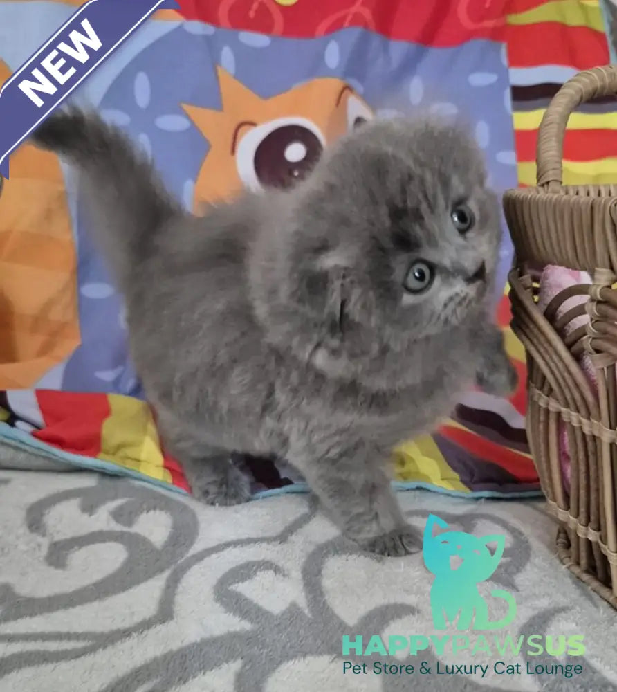Olly Scottish Fold female blue - live animals