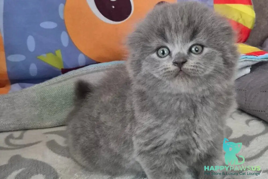 Olly Scottish Fold female blue - live animals