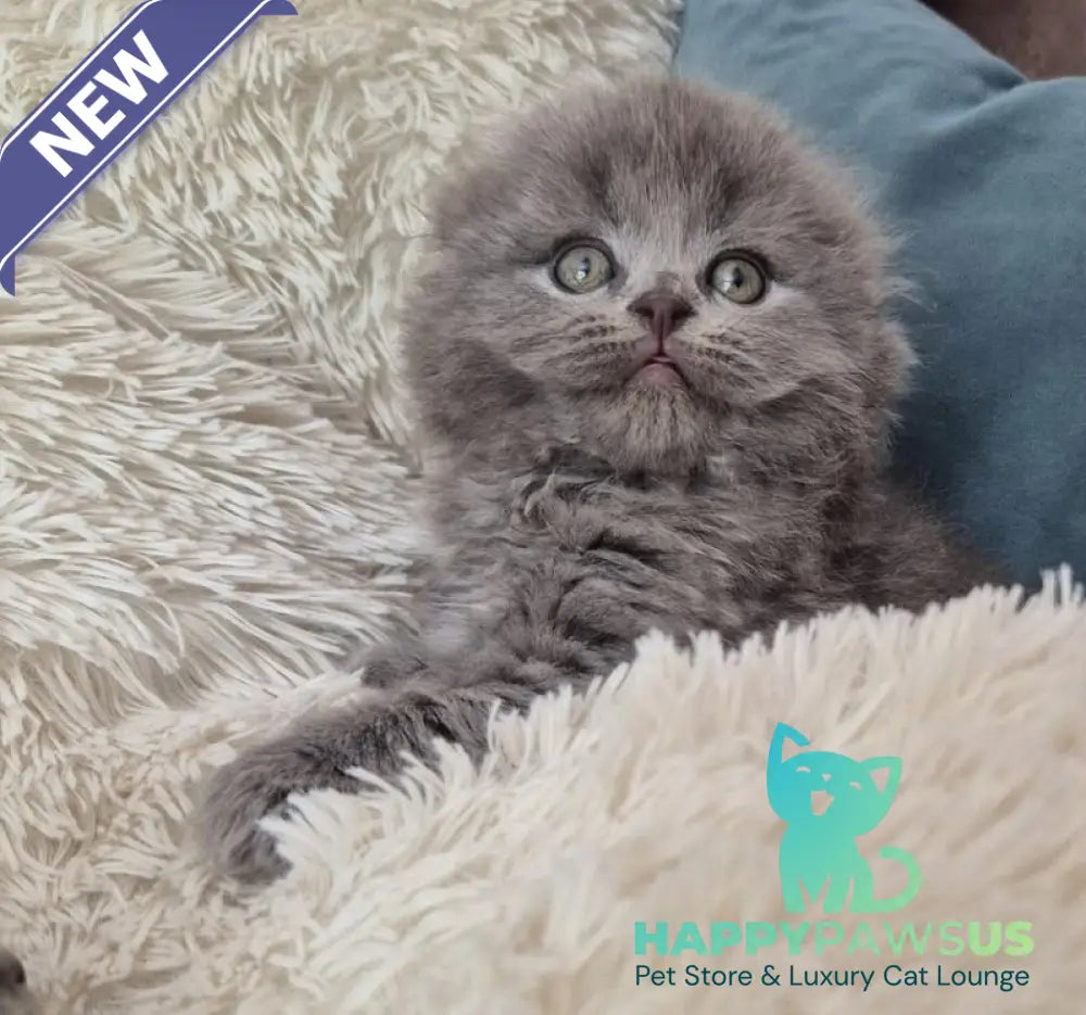 Olly Scottish Fold female blue - live animals