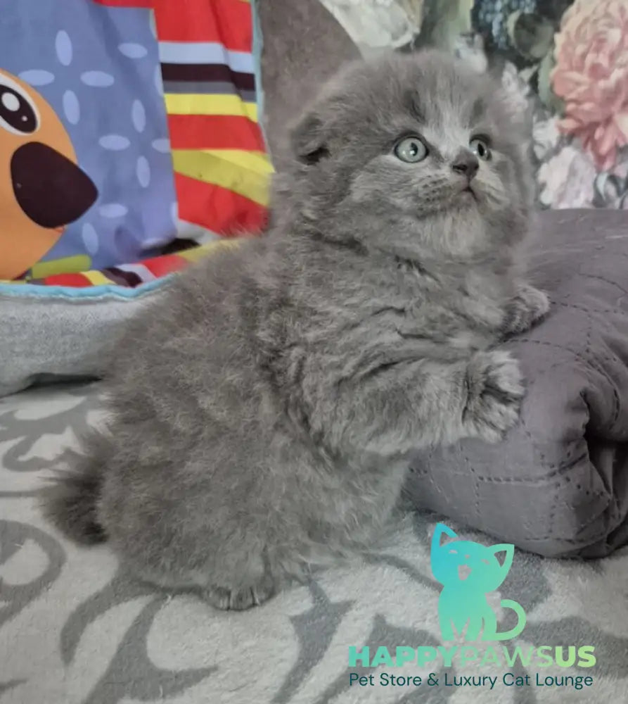 Olly Scottish Fold female blue - live animals