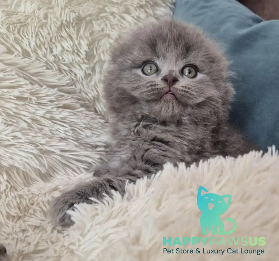 Olly Scottish Fold female blue - live animals