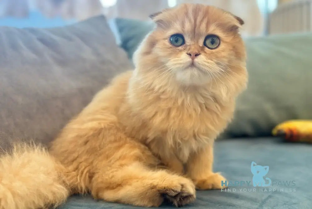 Olly Scottish Fold male black golden shaded live animals
