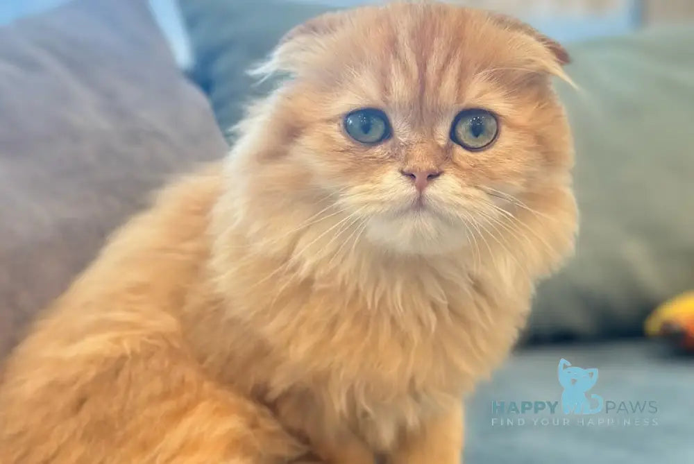 Olly Scottish Fold male black golden shaded live animals