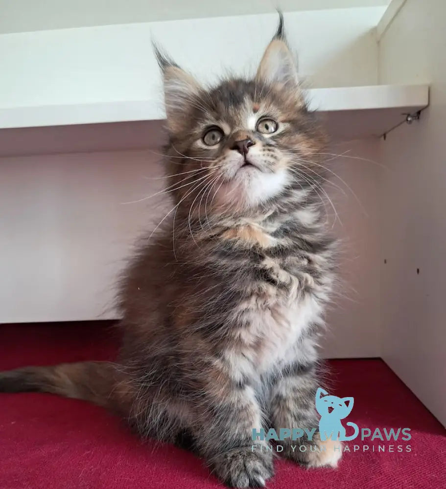 Olsi Maine Coon female black tortie tabby live animals