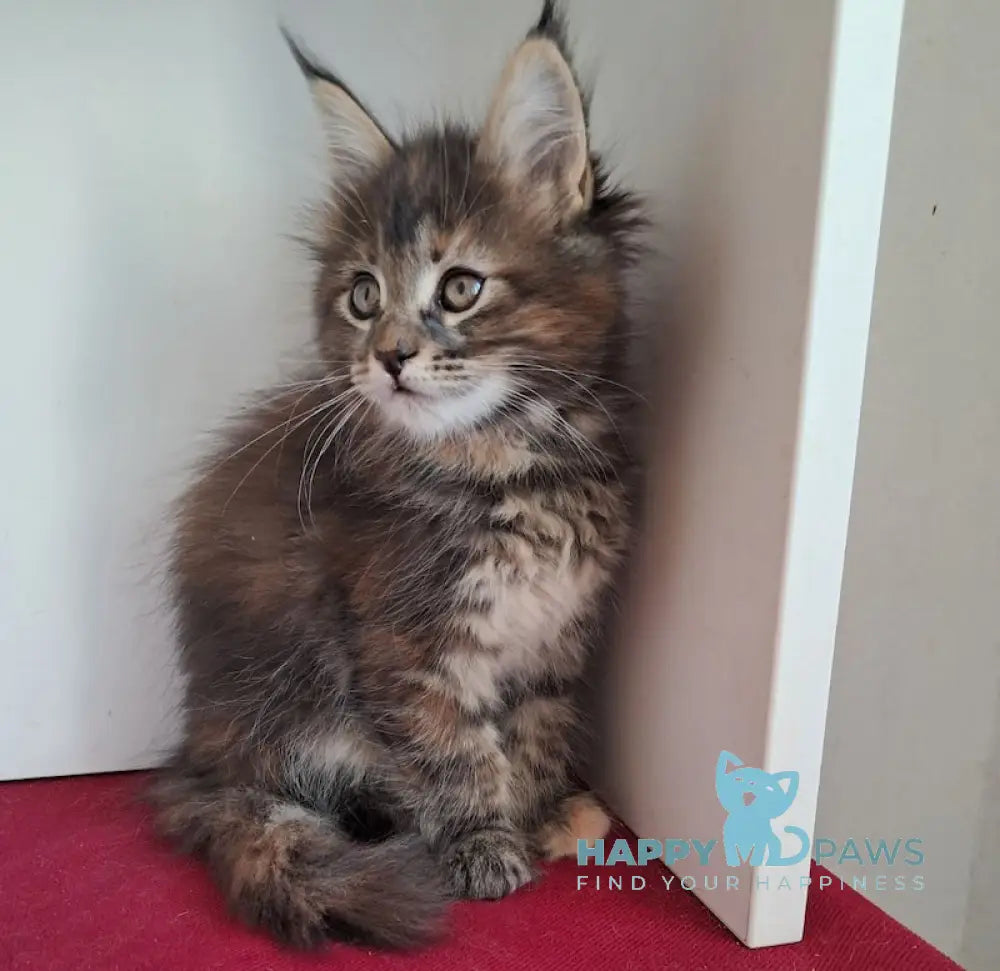 Olsi Maine Coon female black tortie tabby live animals