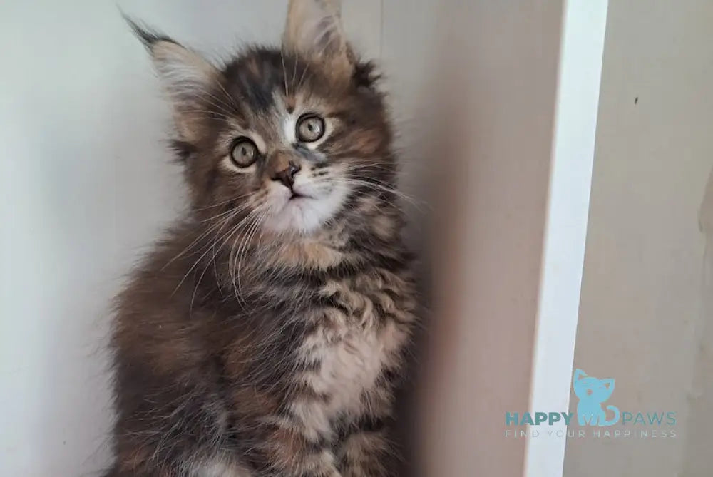 Olsi Maine Coon female black tortie tabby live animals
