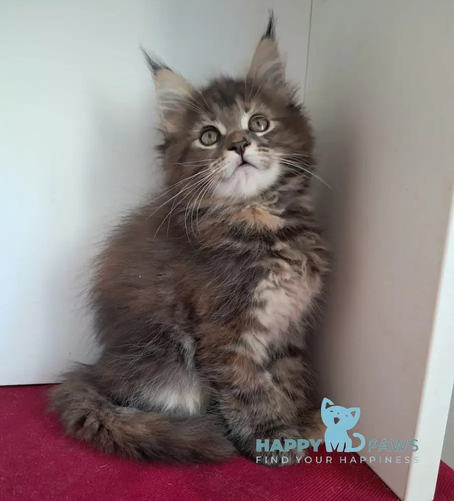 Olsi Maine Coon female black tortie tabby live animals