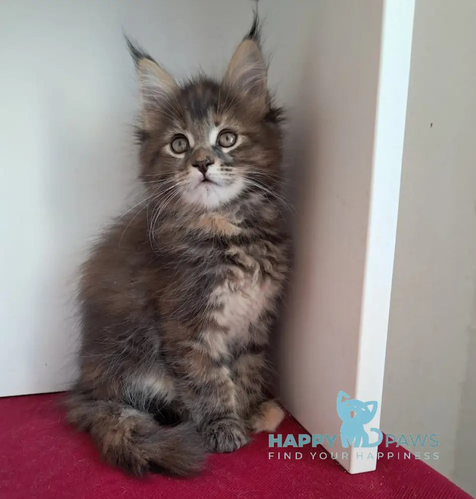 Olsi Maine Coon female black tortie tabby live animals