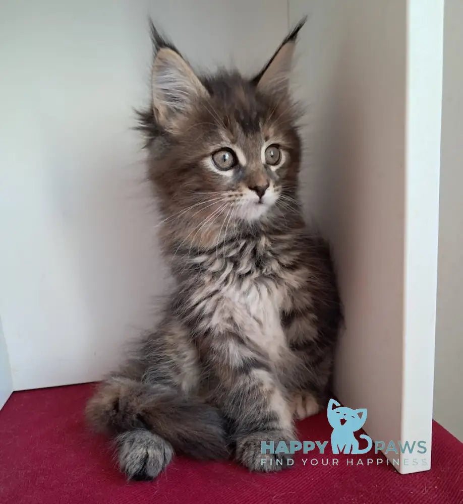 Olsi Maine Coon female black tortie tabby live animals