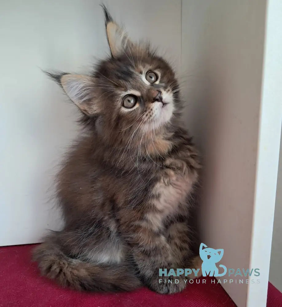 Olsi Maine Coon female black tortie tabby live animals