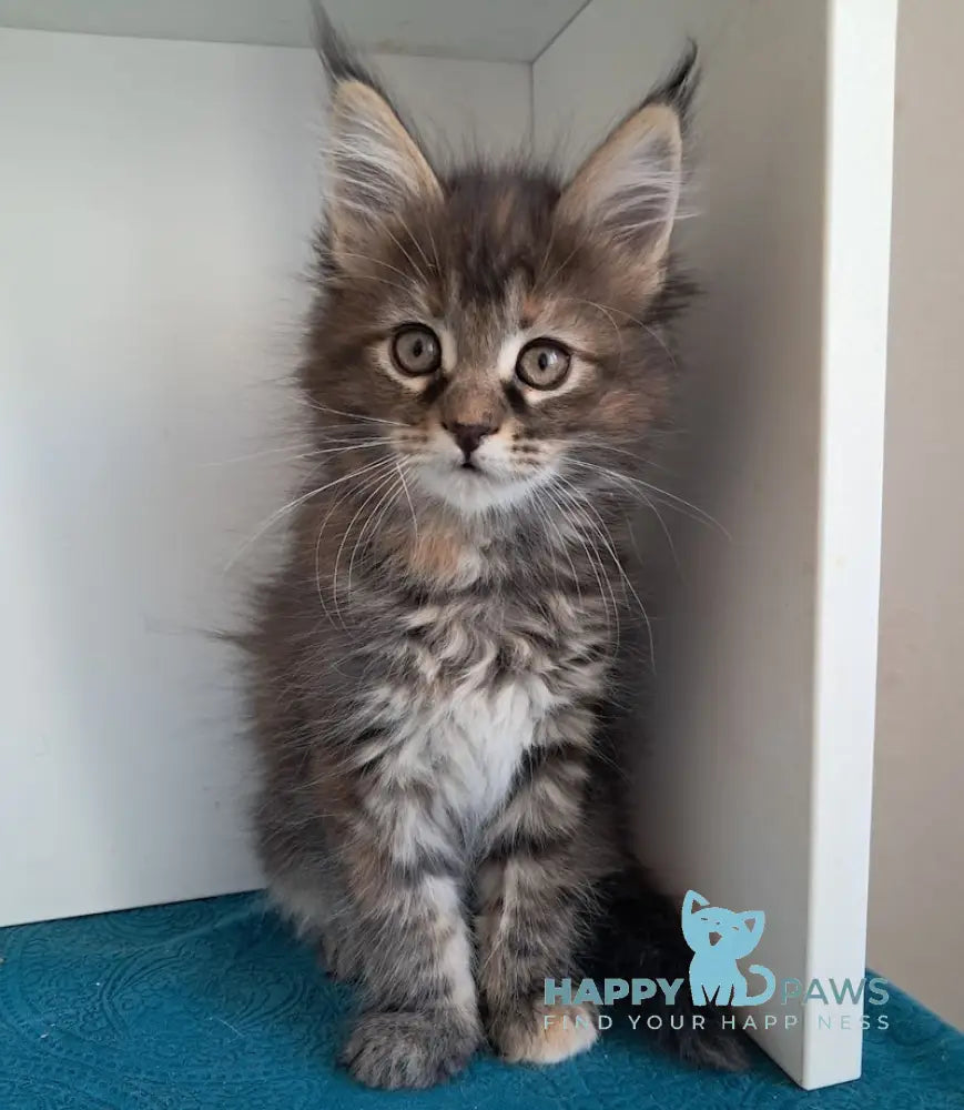 Olsi Maine Coon female black tortie tabby live animals