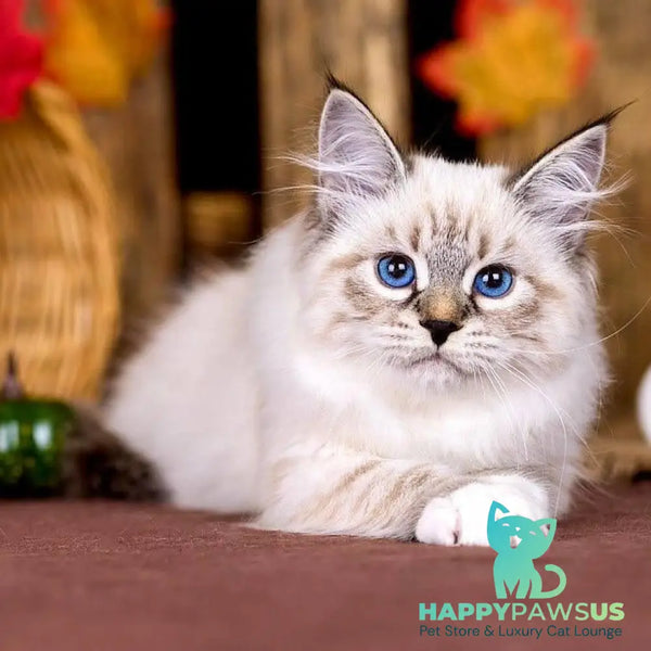 Olsi Siberian female black with white tabby pointed - live animals