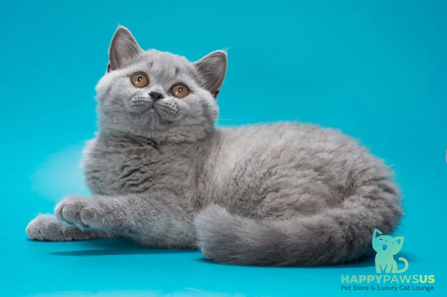 Olwen British Shorthair female blue - live animals