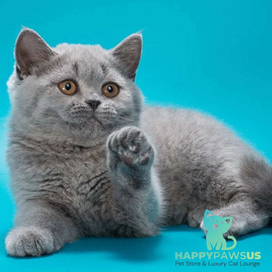 Olwen British Shorthair female blue - live animals
