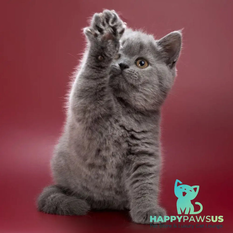 Olwen British Shorthair female blue - live animals