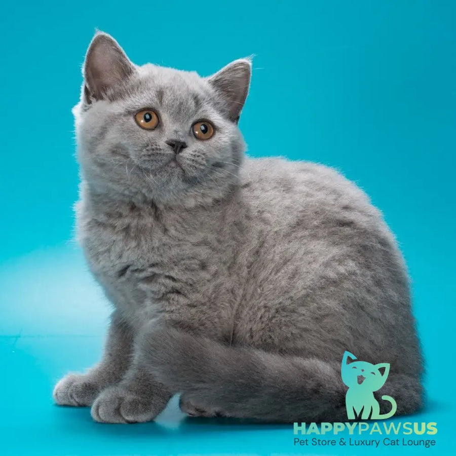 Olwen British Shorthair female blue - live animals