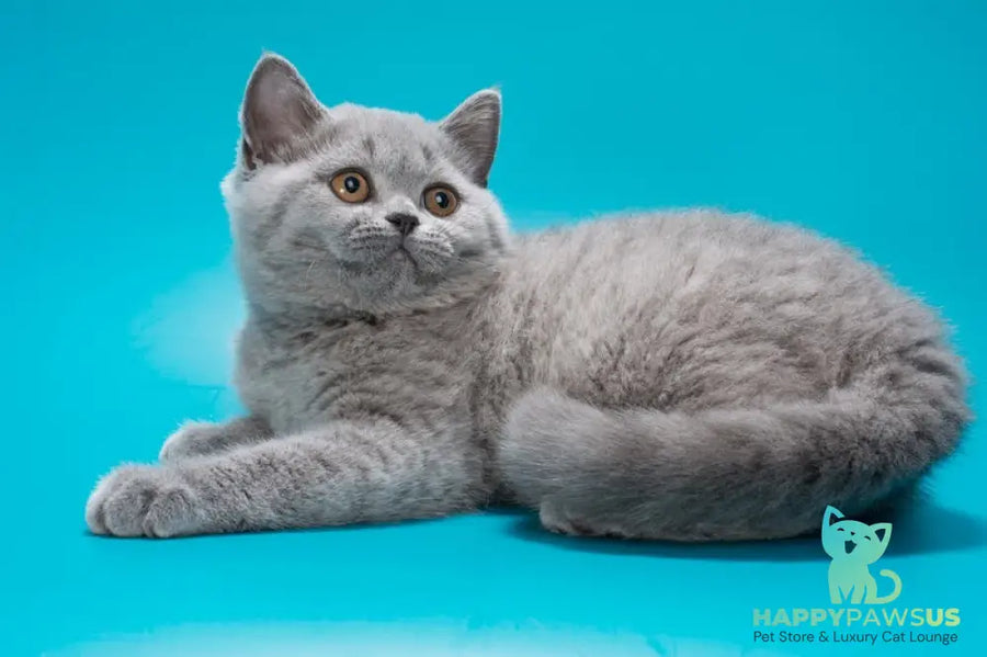 Olwen British Shorthair female blue - live animals
