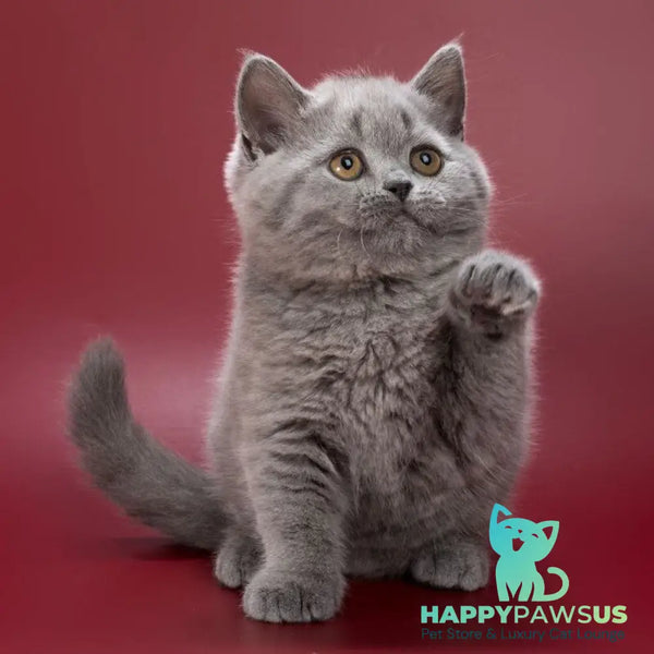Olwen British Shorthair female blue - live animals