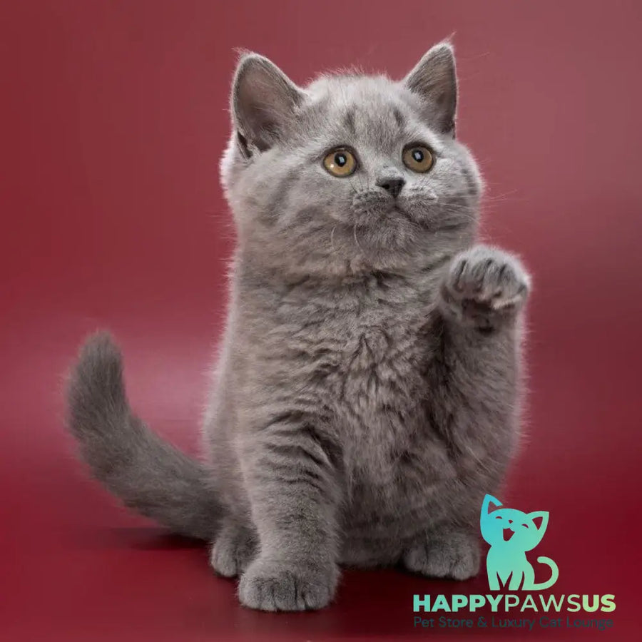 Olwen British Shorthair female blue - live animals