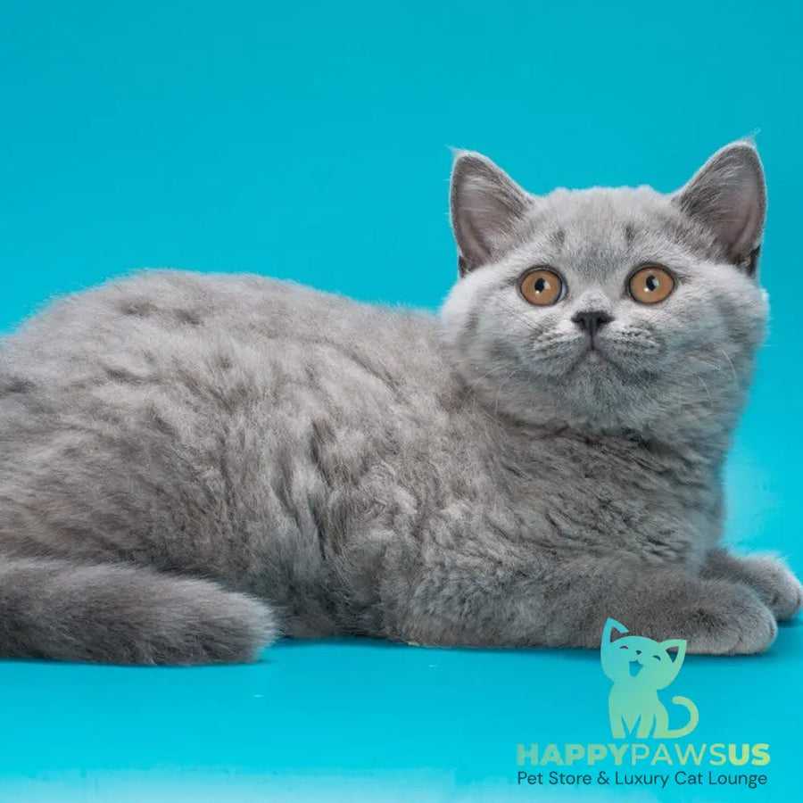 Olwen British Shorthair female blue - live animals