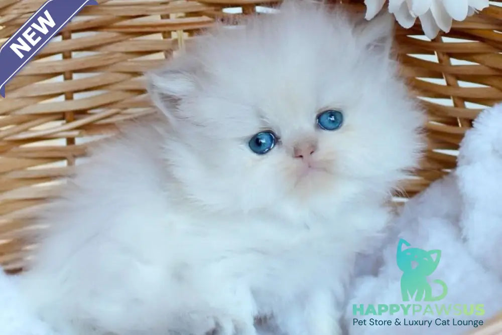 Olympia British Longhair female blue pointed - live animals