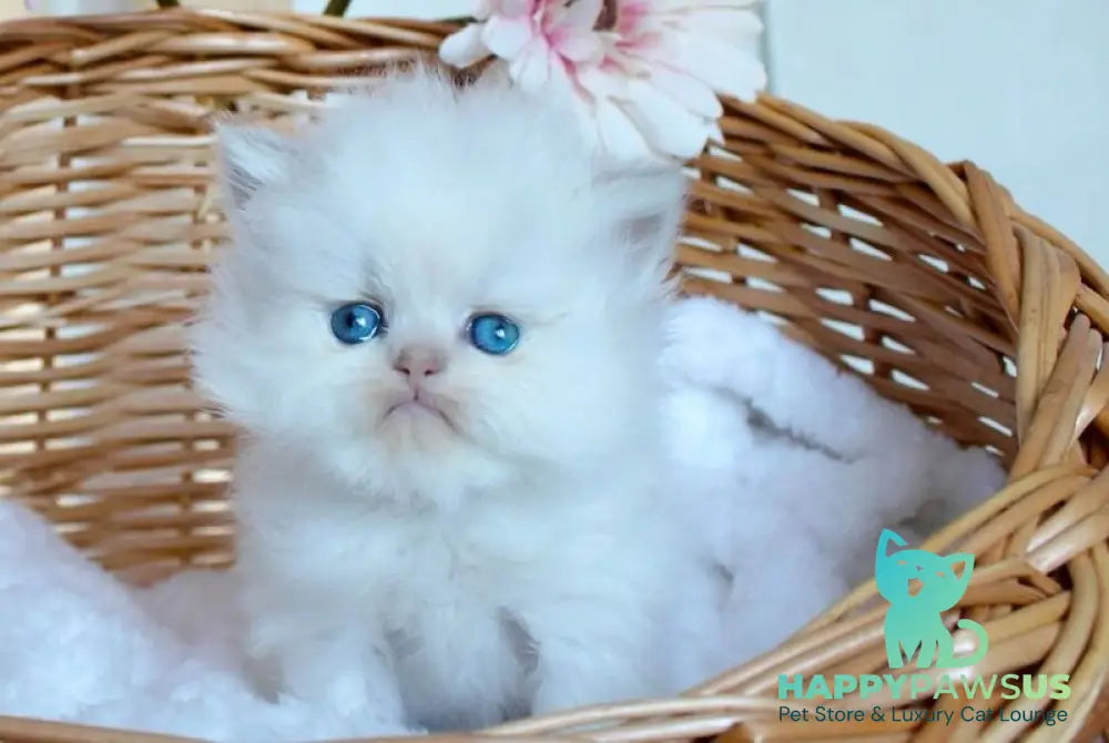 Olympia British Longhair female blue pointed - live animals