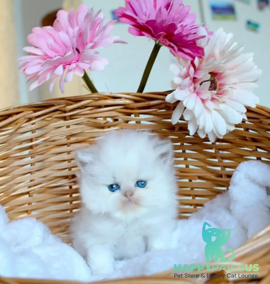 Olympia British Longhair female blue pointed - live animals