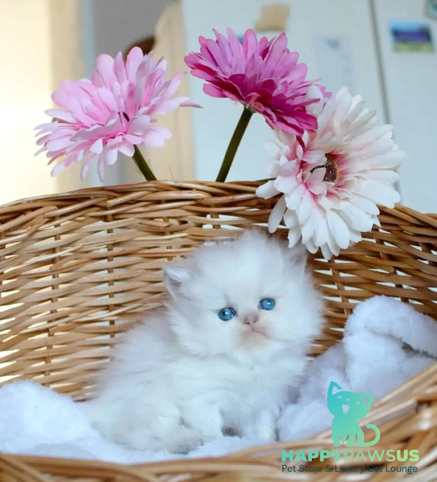 Olympia British Longhair female blue pointed - live animals