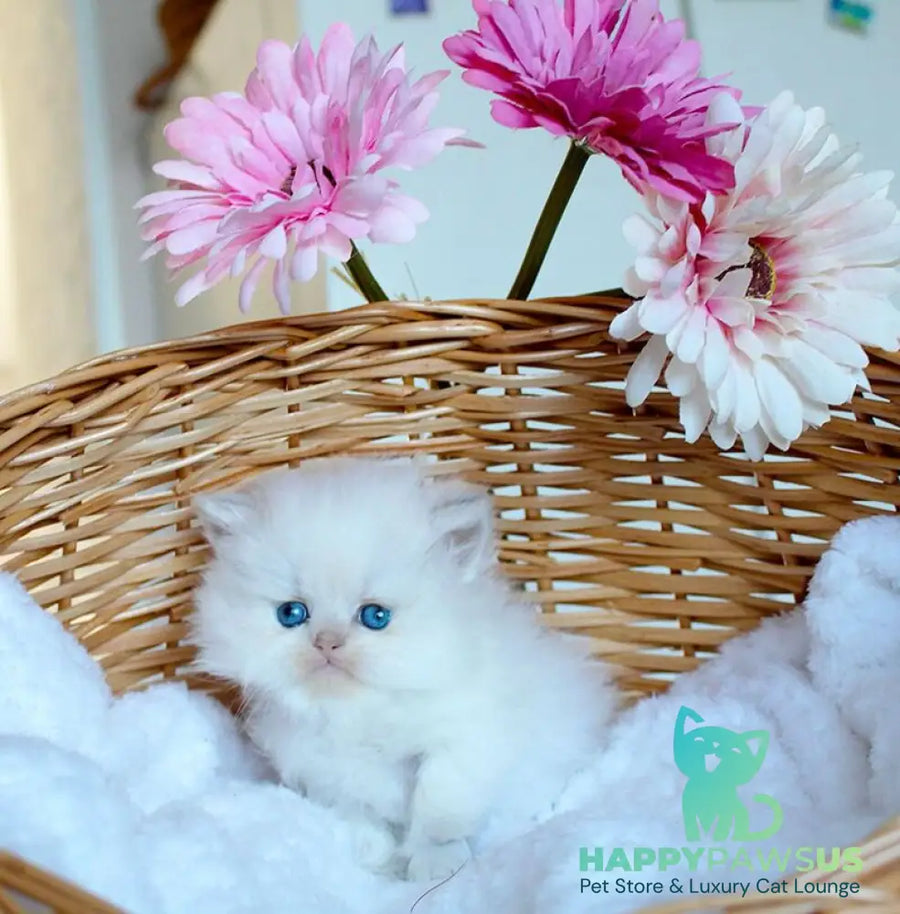 Olympia British Longhair female blue pointed - live animals