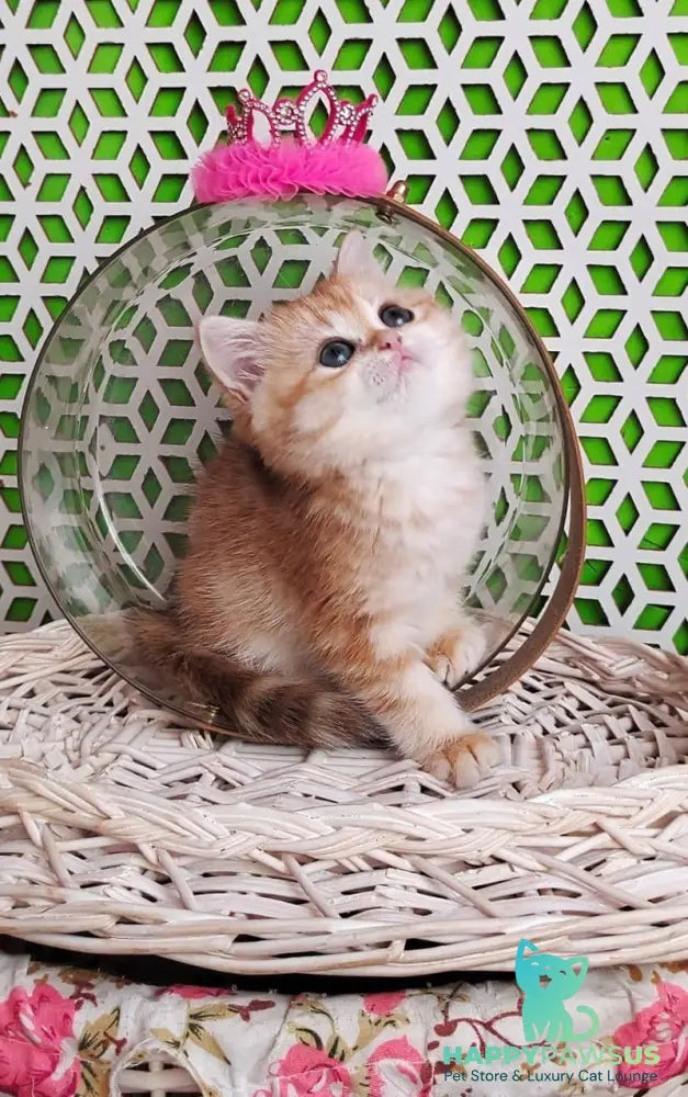 Olympia British Shorthair female black golden tabby - live animals