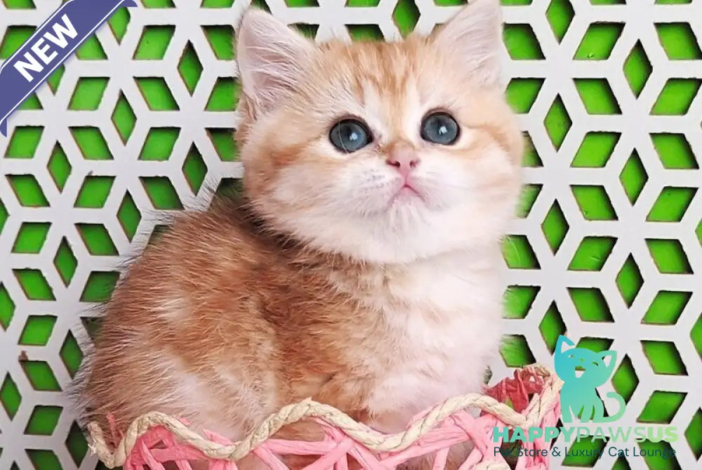 Olympia British Shorthair female black golden tabby - live animals