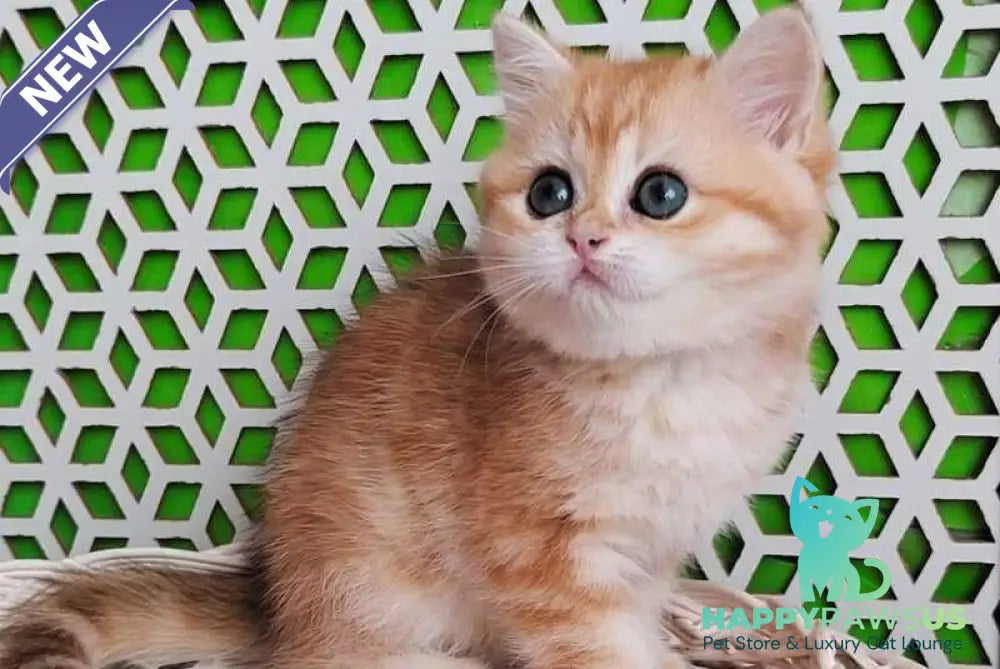 Olympia British Shorthair female black golden tabby - live animals