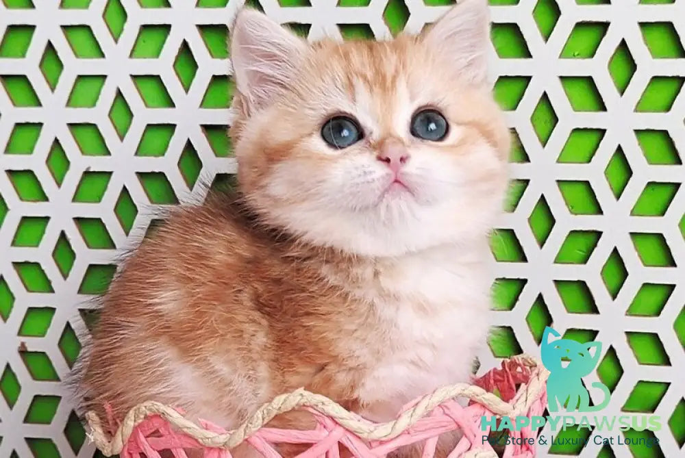 Olympia British Shorthair female black golden tabby - live animals