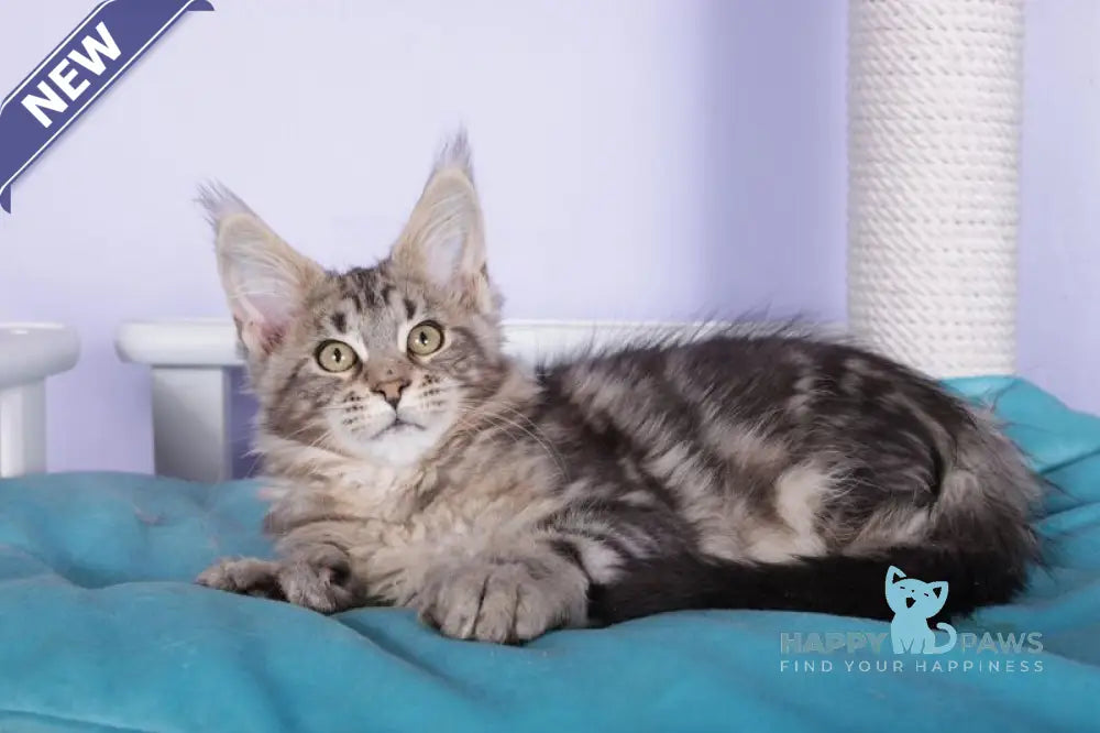 Olympia Maine Coon polydactyl female black silver tabby live animals