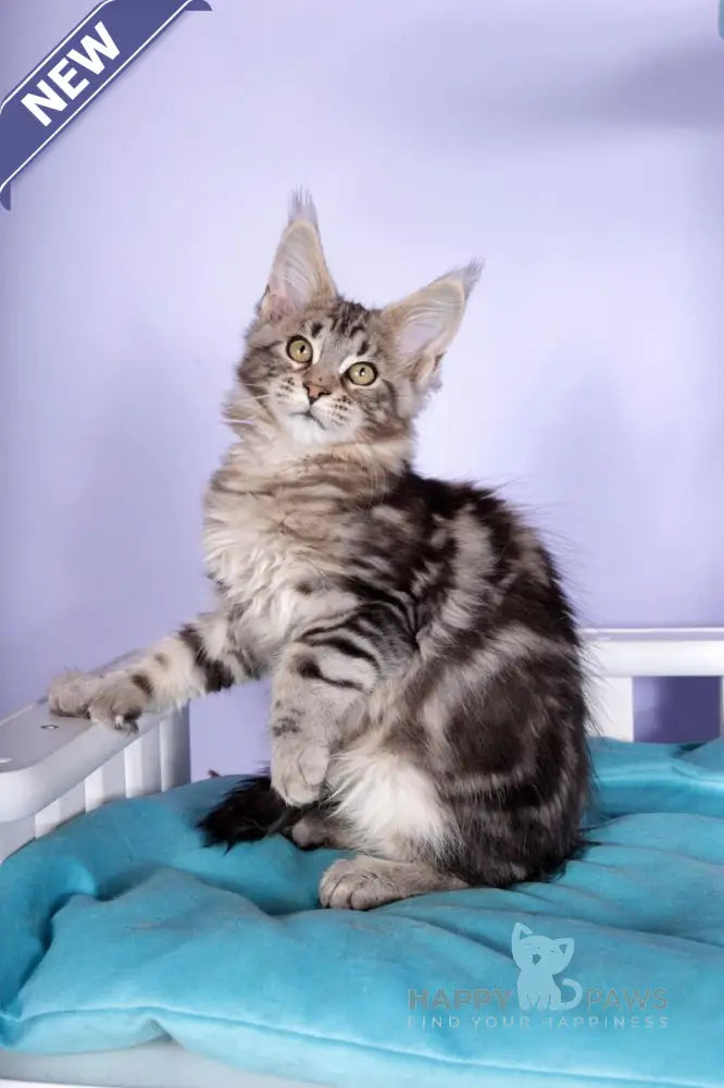 Olympia Maine Coon polydactyl female black silver tabby live animals