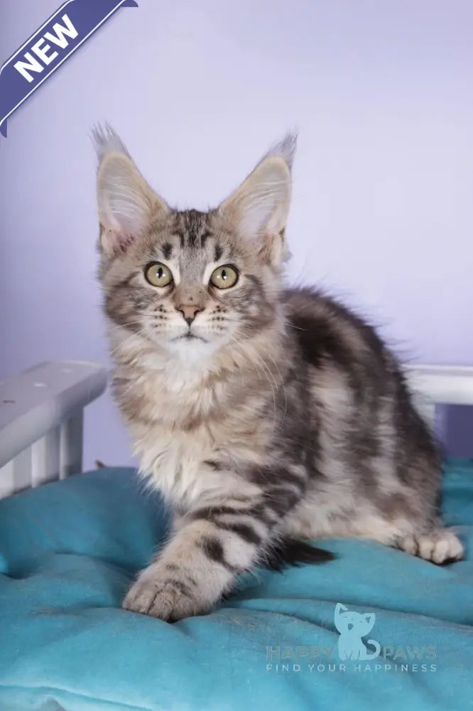 Olympia Maine Coon polydactyl female black silver tabby live animals