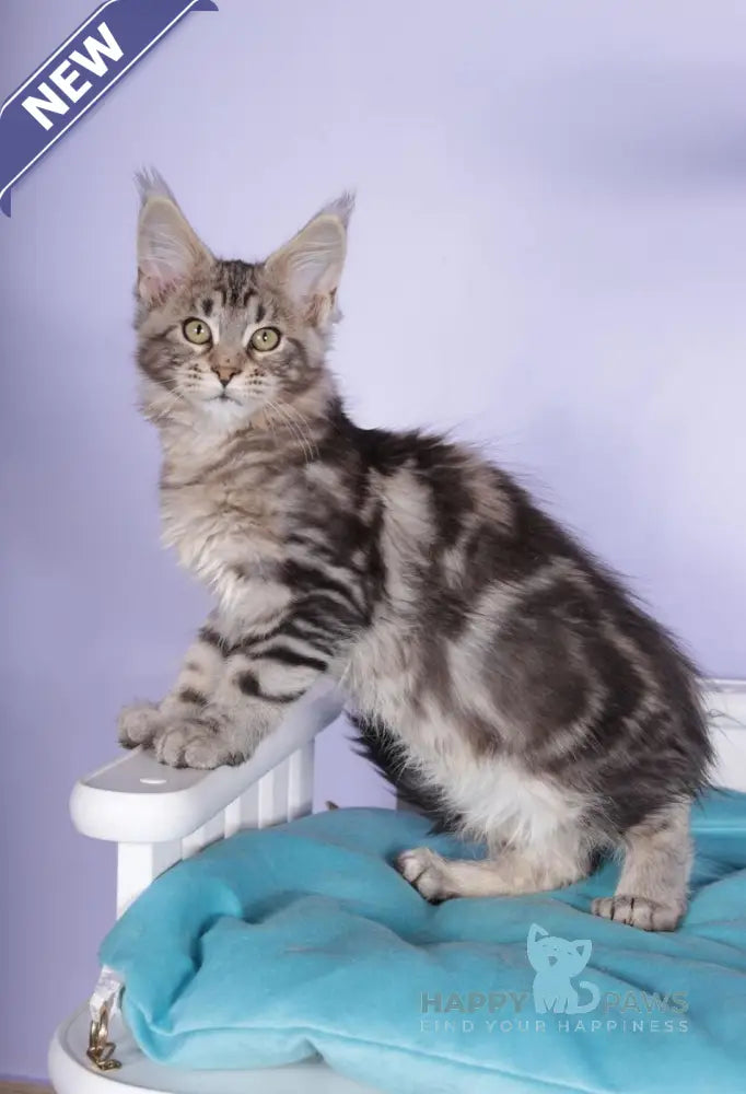 Olympia Maine Coon polydactyl female black silver tabby live animals