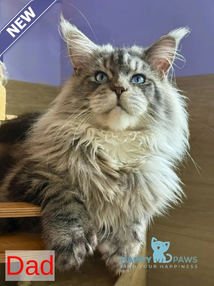 Olympia Maine Coon polydactyl female black silver tabby live animals