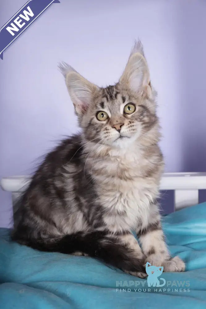 Olympia Maine Coon polydactyl female black silver tabby live animals