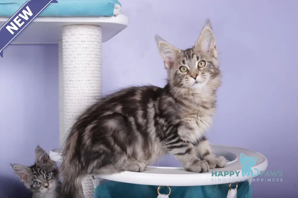 Olympia Maine Coon polydactyl female black silver tabby live animals