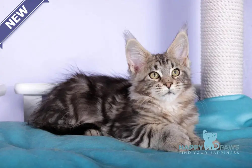 Olympia Maine Coon polydactyl female black silver tabby live animals