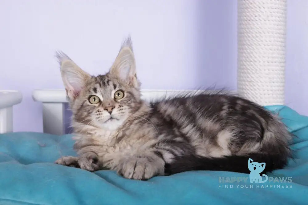 Olympia Maine Coon polydactyl female black silver tabby live animals