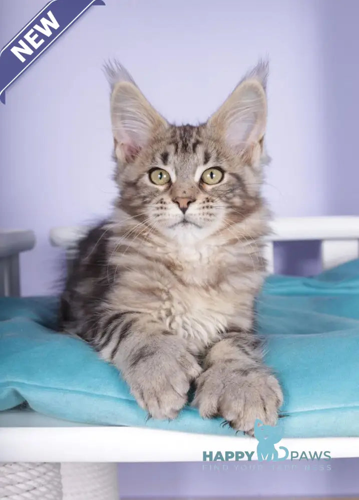 Olympia Maine Coon polydactyl female black silver tabby live animals