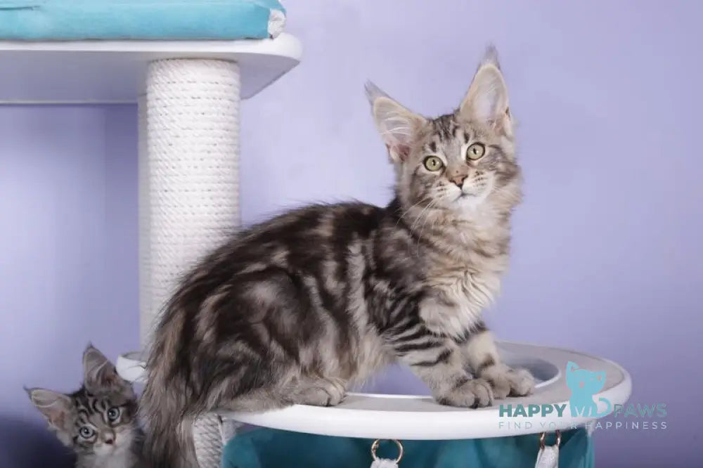 Olympia Maine Coon polydactyl female black silver tabby live animals
