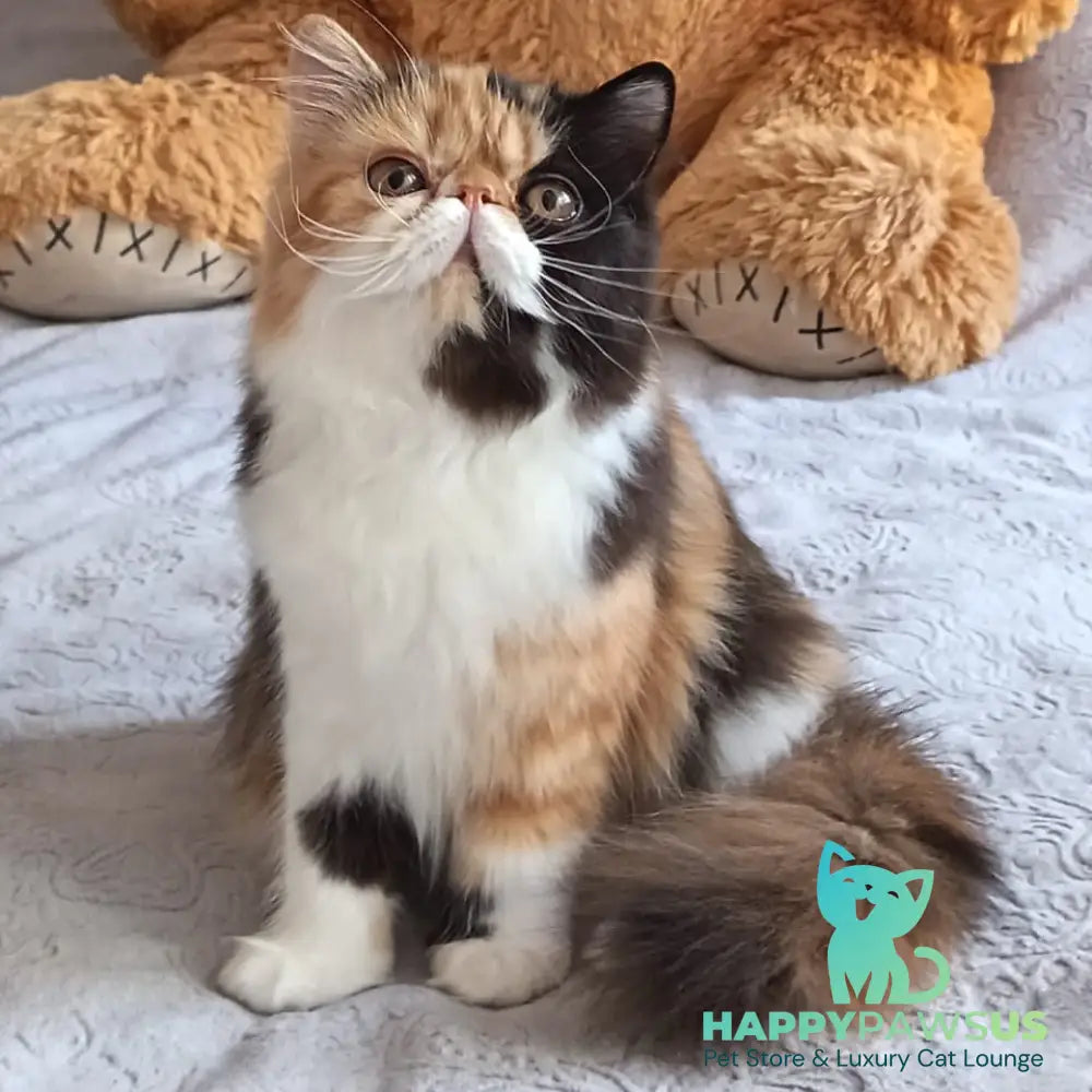 Olympia Persian female black tortie bicolour - live animals